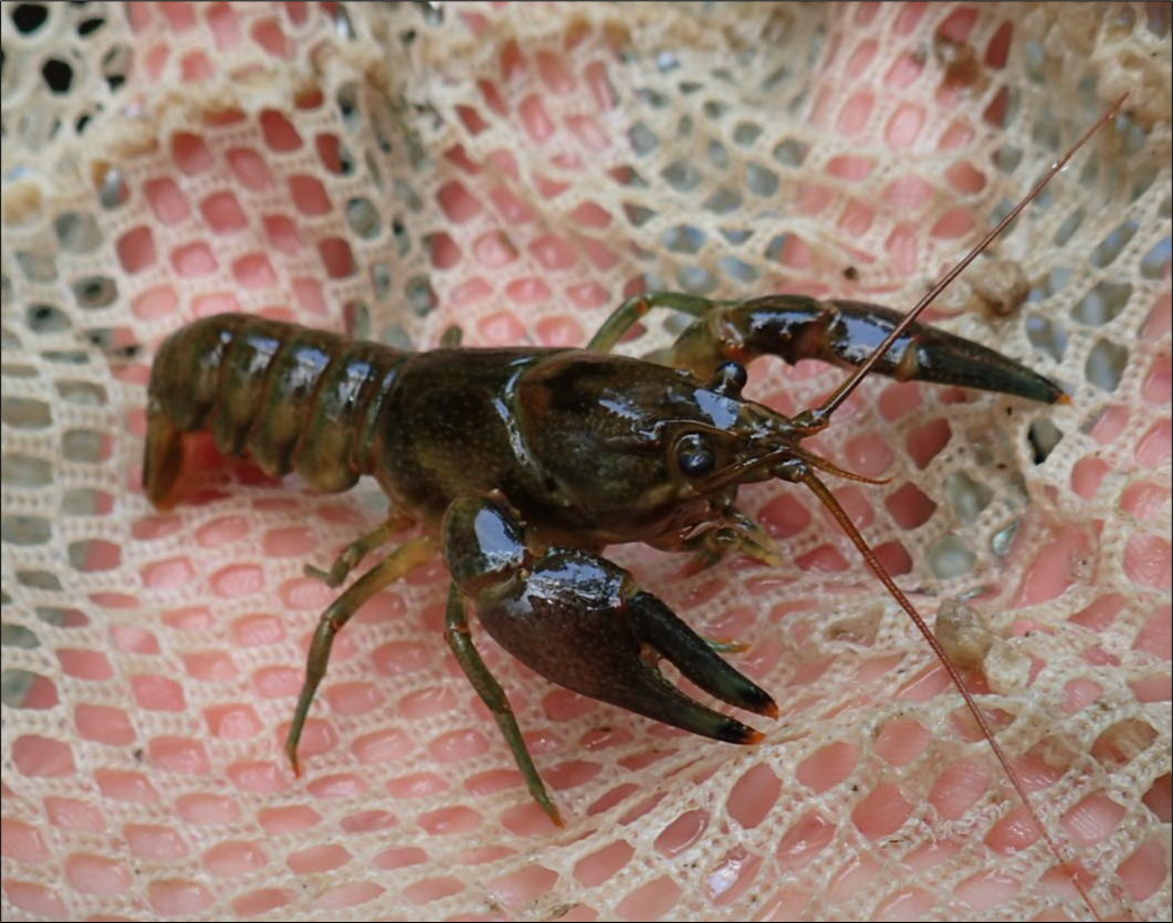 a crayfish with black bands on the tips of its claws sits in somebody's hand