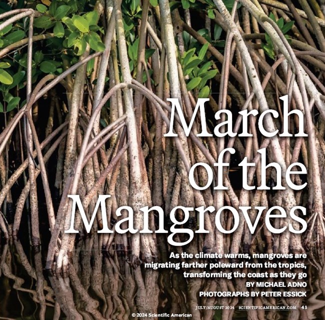 Cover of magazine with closeup of mangroves and the title March of the Mangroves