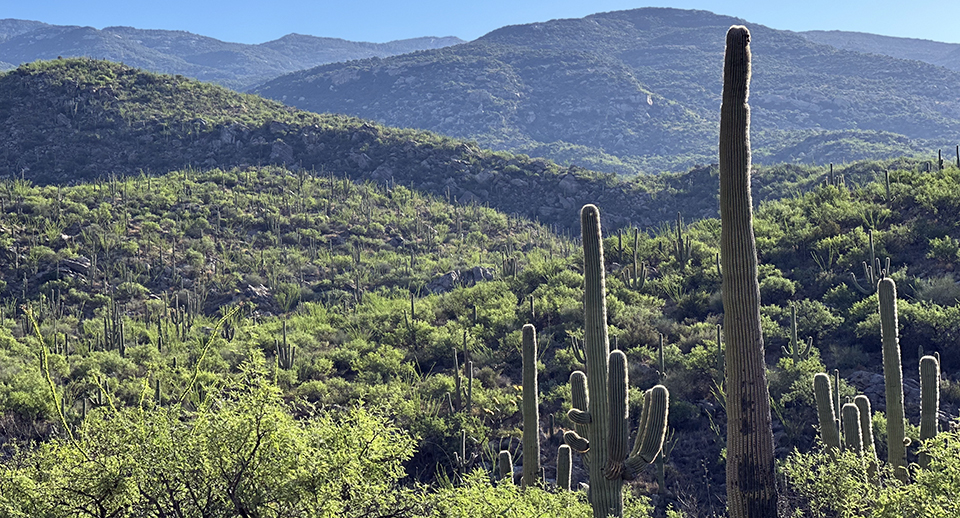 Purple and blue mountains above rolling foothills of lush, green desert trees, shrubs, and saguaro cactuses.