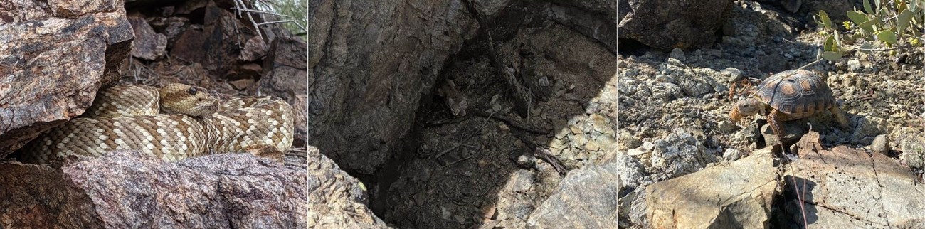 This graphic has three separate photos. The photo on the left is a close up of a black-tailed rattlesnake hidden in rocks. The middle photo is a bobcat stuck in an abandoned mine. The right image is a Sonoran Desert Tortoise walking.