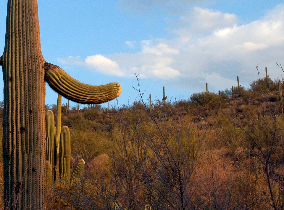 Saguaro cacti in a scrubby desert ecosystem.