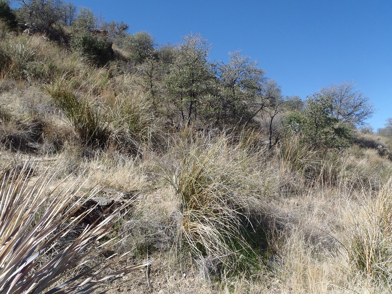 a hillside with grasses and shrubs in a semi-desert environment