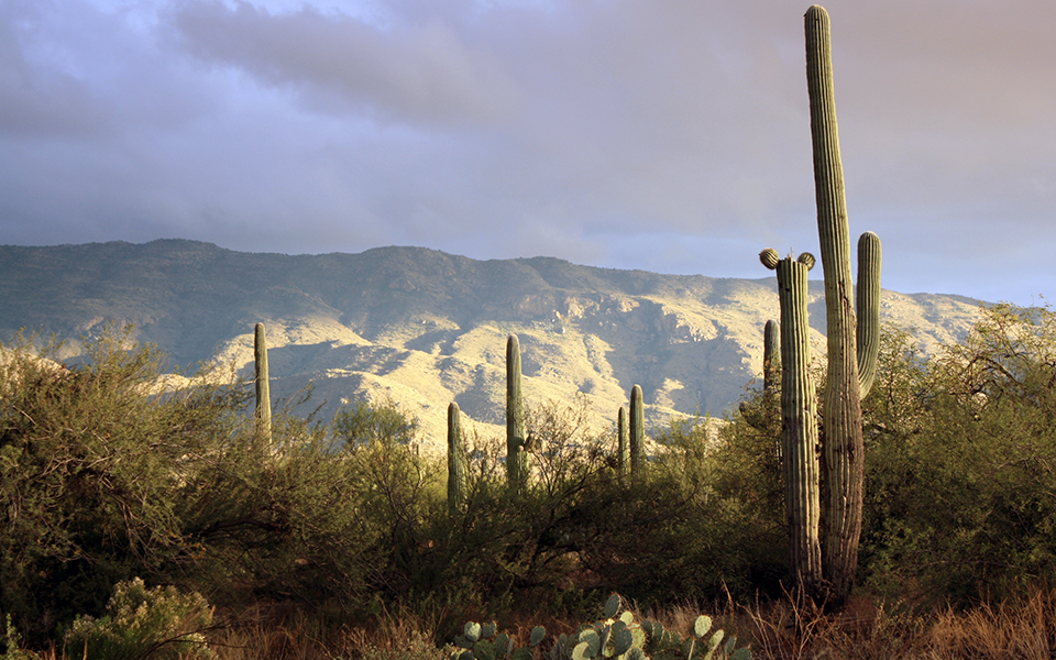 Powerful thunderstorm over mountains with saguaro cactus and mesquite trees in the foreground.
