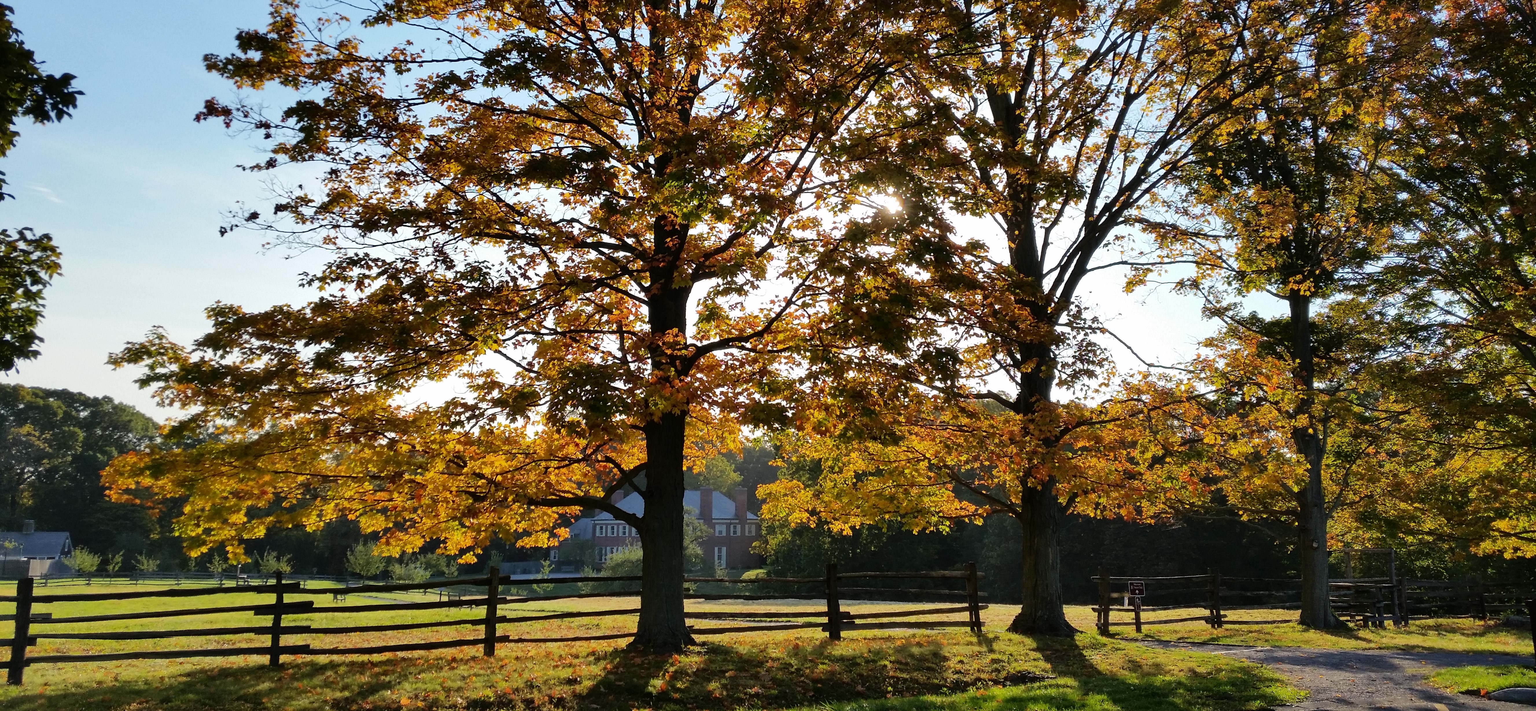 trees with golden leaves line a fence in front of a brick estate.