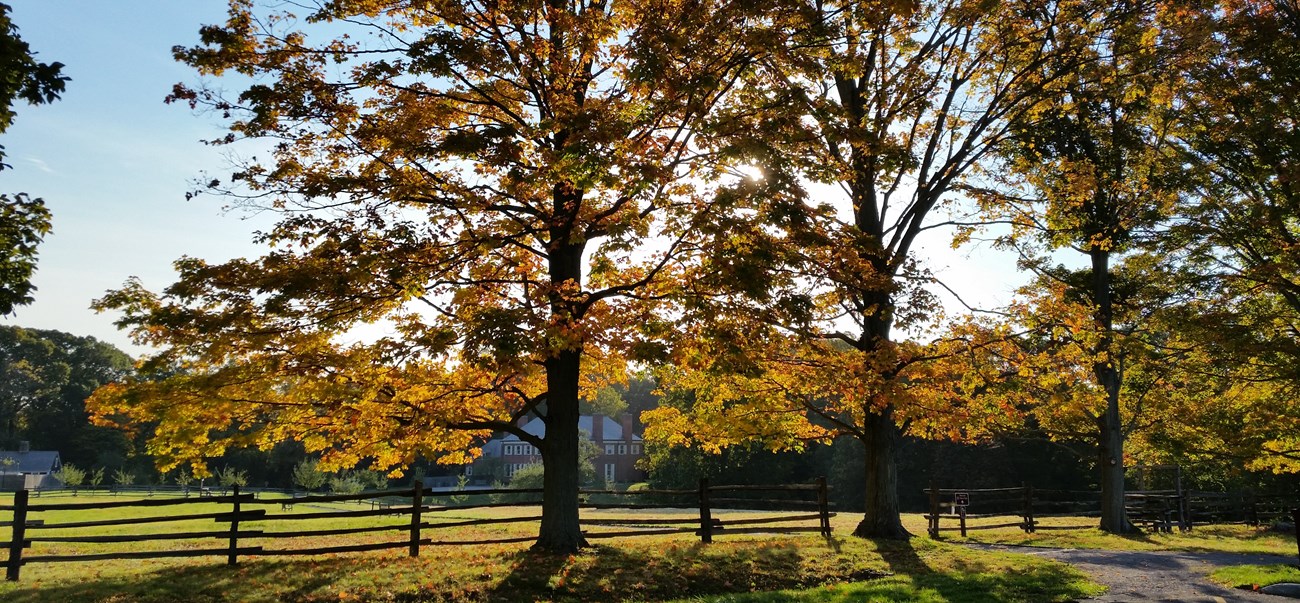 trees with golden leaves line a fence in front of a brick estate.