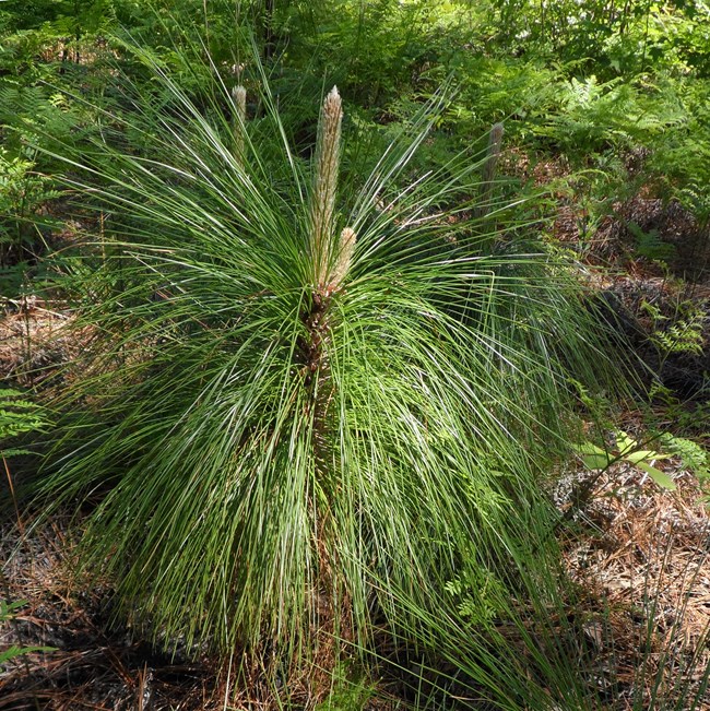 a young pine tree