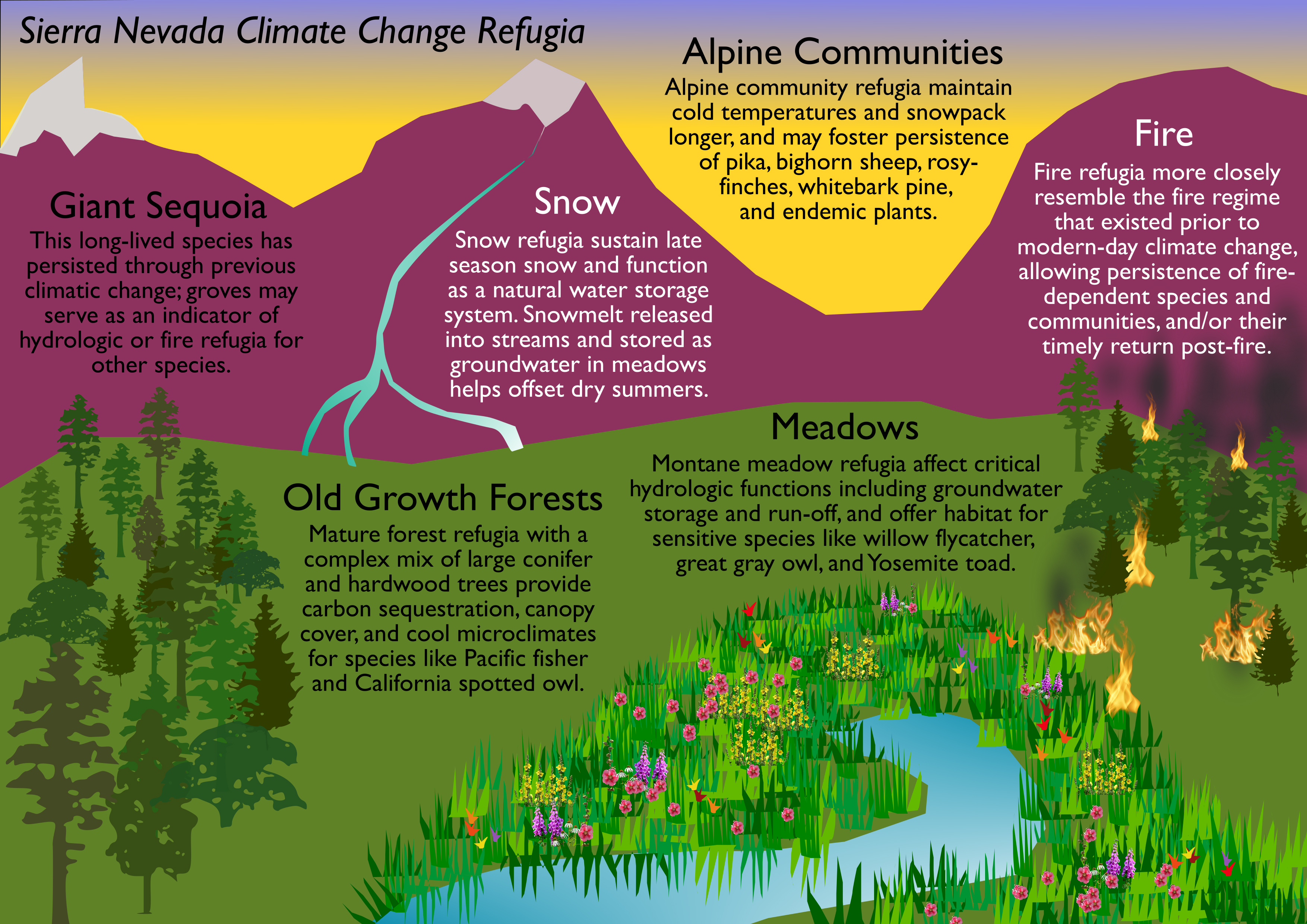 A diagram of the different kinds of climate change refugia to be found in the Sierra Nevada Mountains. It illustrates process-based resources like snow and fire and ecosystem-based resources like meadows and forests.