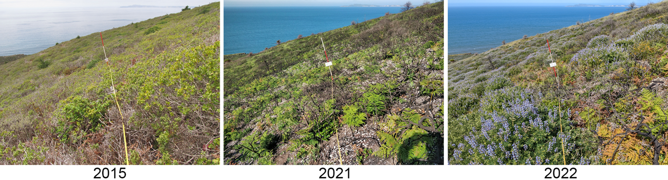 The same scrub plot before and after the Woodward Fire. In 2015 it is green and homogenous. In 2021, large charred stems, bare earth and some young ferns are visible. In 2021 there are lots of flowering lupines among a mixture of other plants.