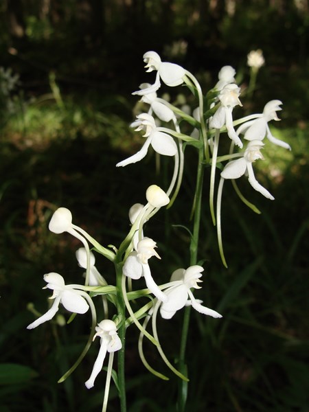 A white fringeless orchid, clustered white flowers atop a slender green stem