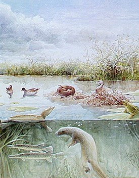 A drawing showing a slice of a slough ecosystem.
