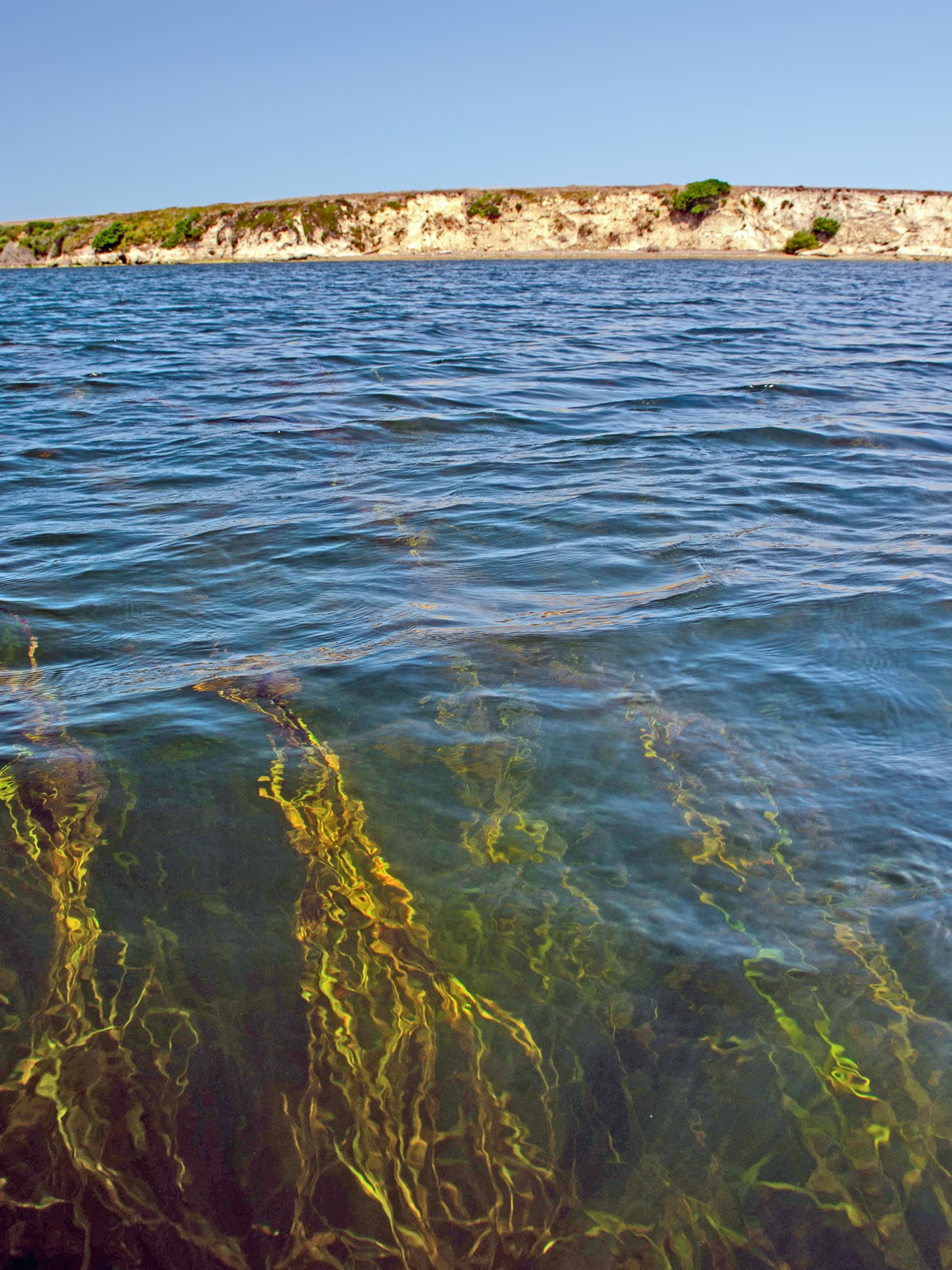 Looking out across the water towards bluffs, we can see bright green strands of eelgrass in the foreground, reaching towards the water's surface, their slender forms appearing wavy from the many small waves across the water's surface.