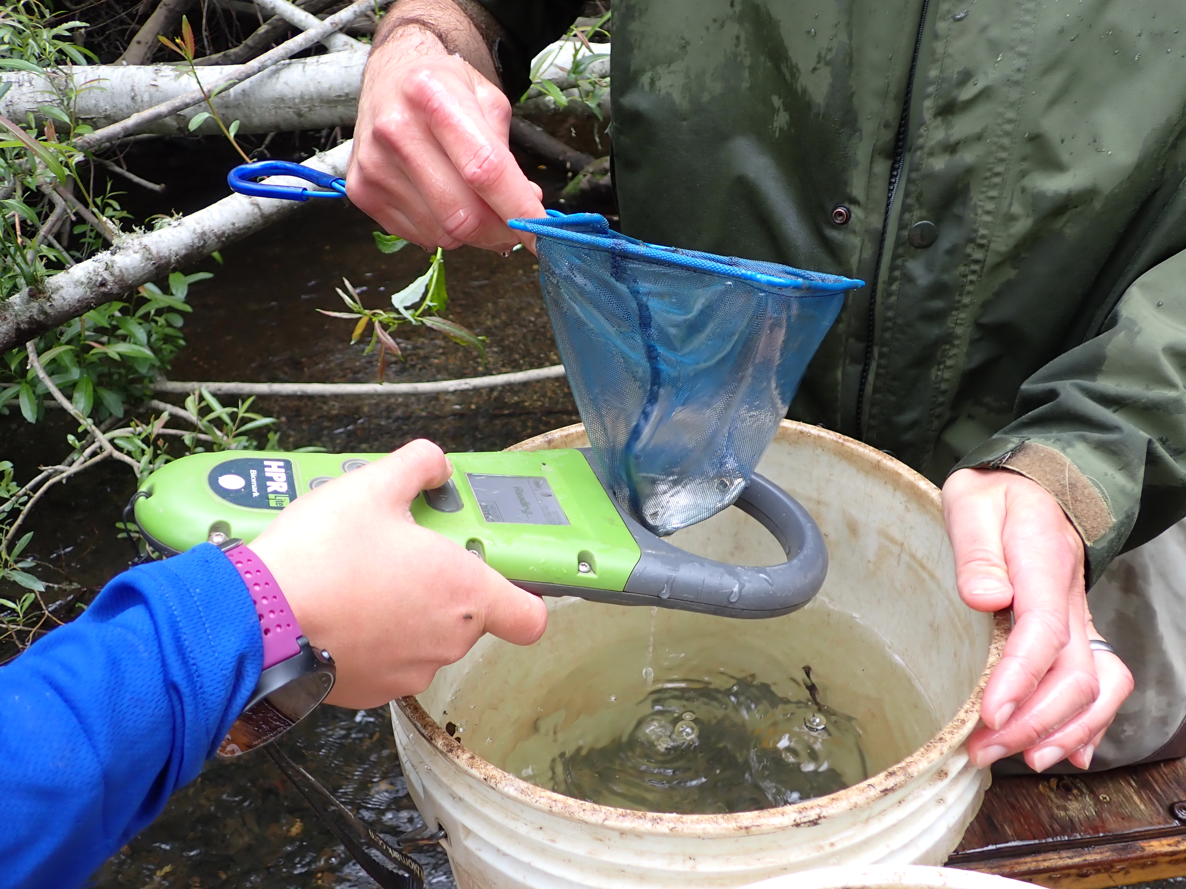 Person in a green jacket holds a coho smolt just out of a bucket with a small net while another person scans it with an electronic device, a PIT tag reader.