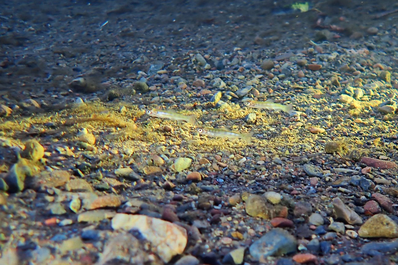 Underwater in a creek, a flashlight beam illuminates three tiny fish swimming just above the gravelly creek bed.