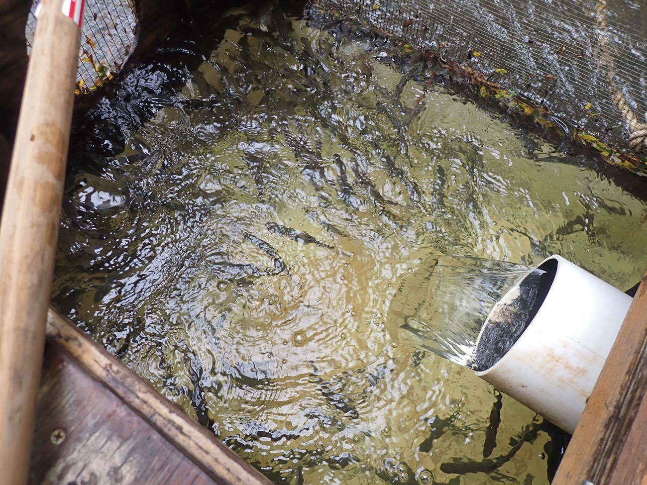 Looking down into a mesh and plywood box full of dozens of fish. Water is flowing in through a large PVC pipe.