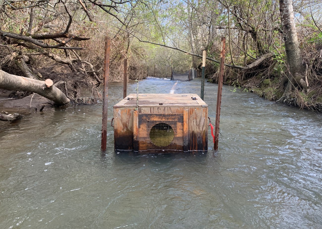 Plywood box with wire mesh portions in the middle of a full, tree-lined creek. Upstream, a net is visible leading to a large white pipe, leading to the back of the box.