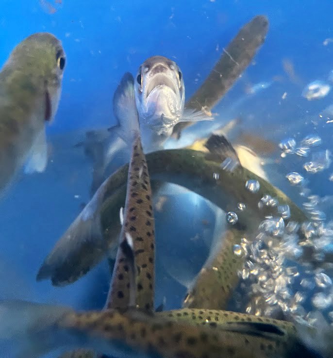 Several fish swimming around in a blue bucket among bubbles from an aerator. One fish is facing right at the camera.