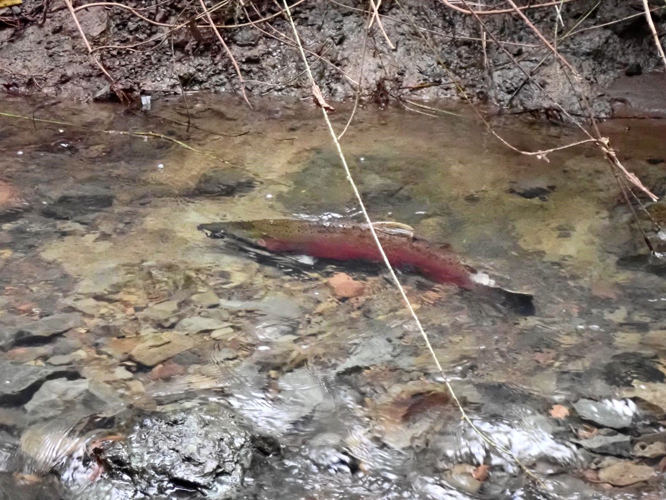 Large fish, greenish above and red below, swimming over a depression in the gravel.