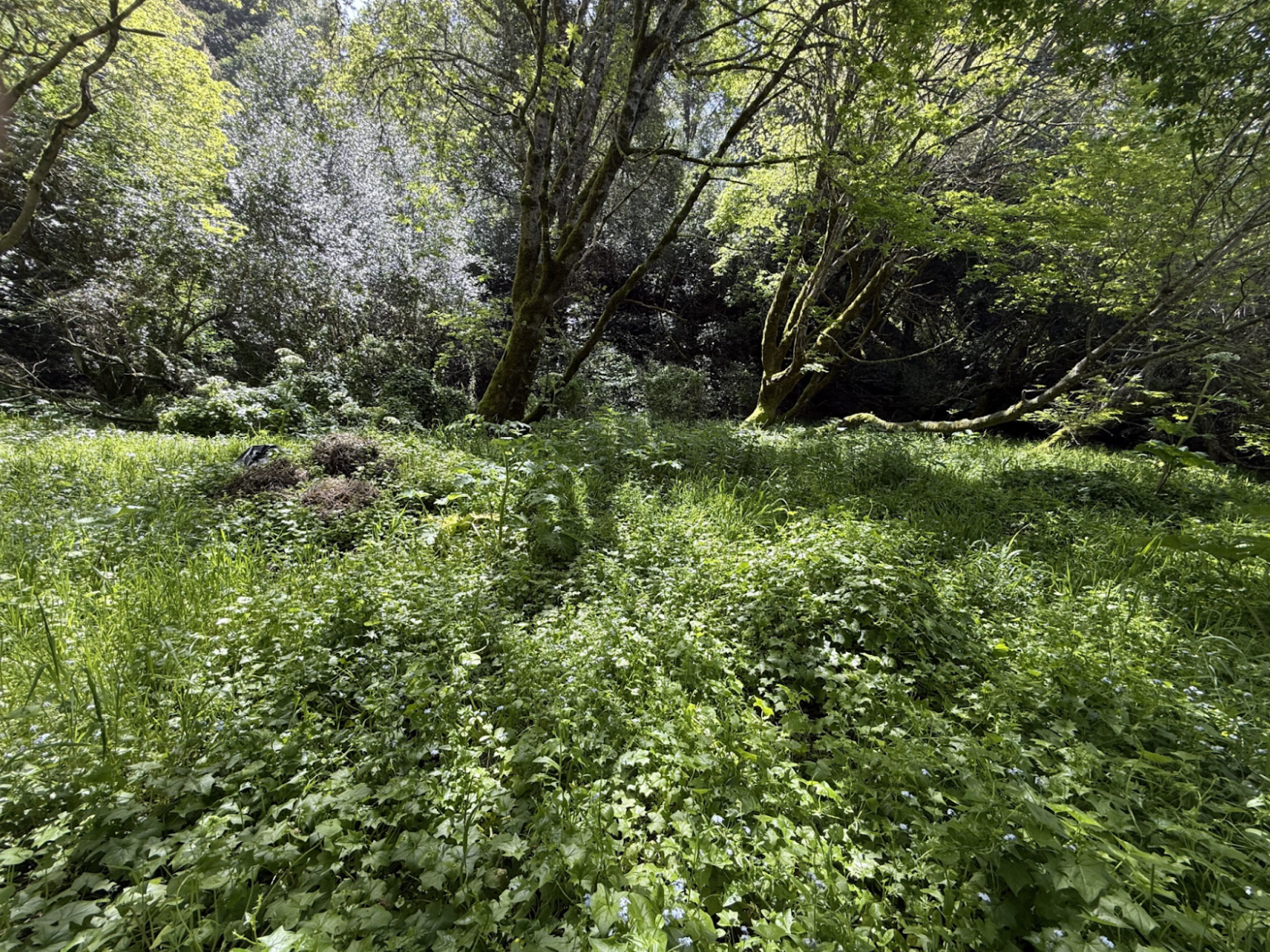 Open area shaded by trees and almost completely blanketed in cape ivy.