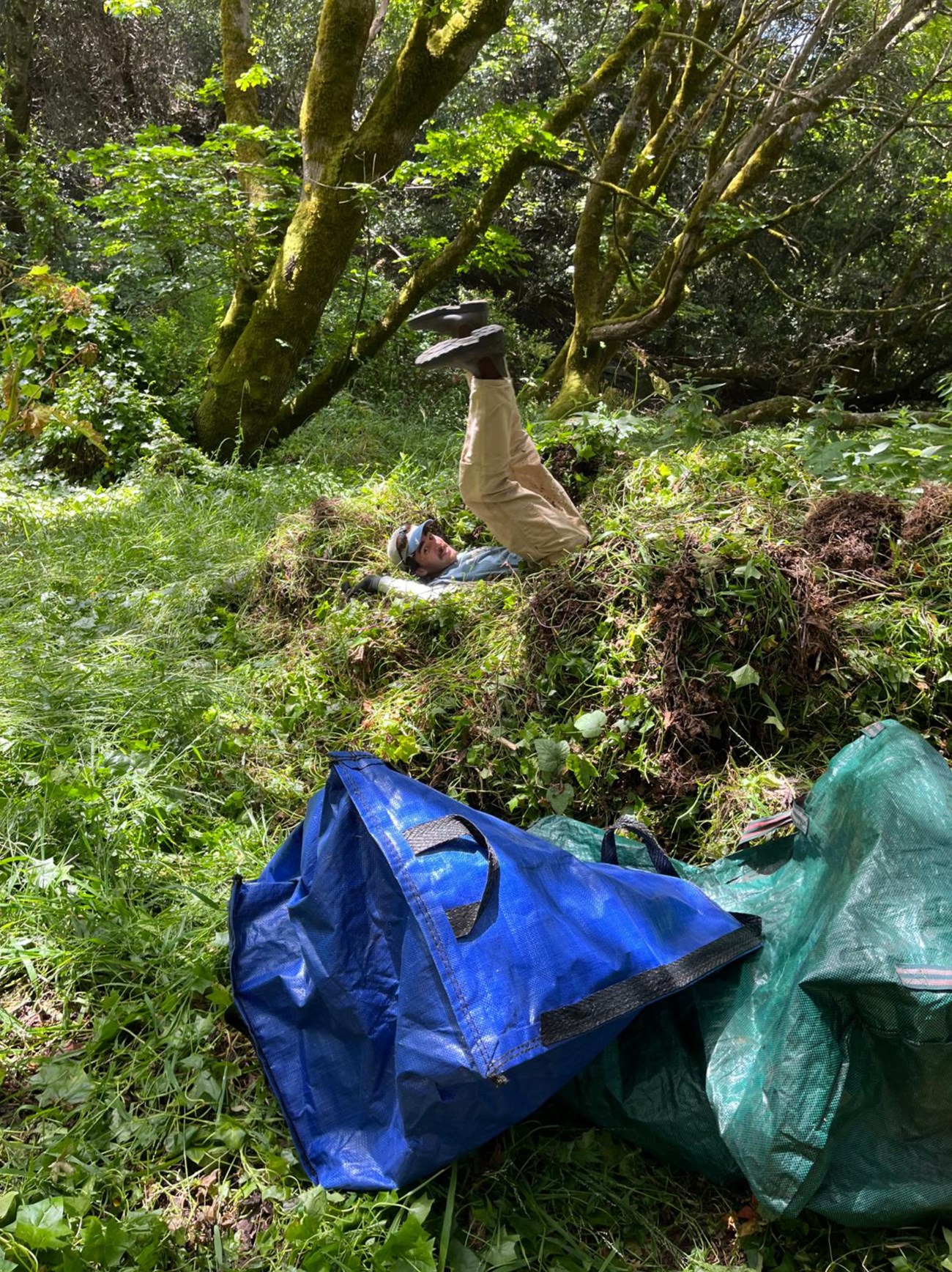 Person on their back, legs in the air, atop a huge pile of uprooted Cape ivy plants.