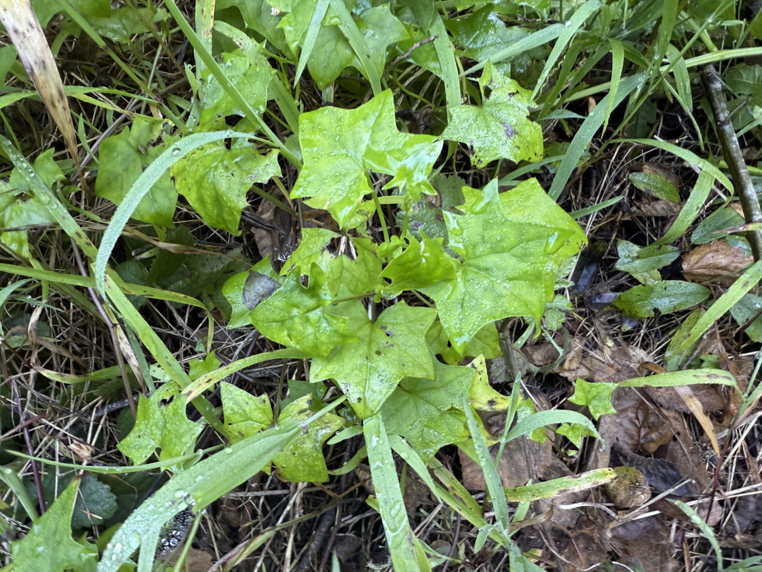 Patch of bright green, 7-pointed cape ivy leaves, with some blades of grass interspersed.