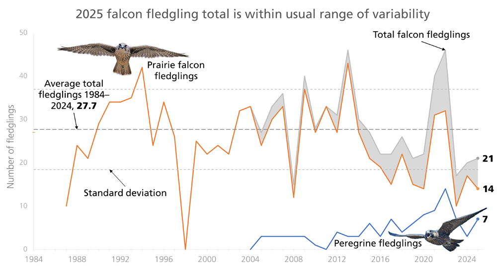 Line graph of falcon fledgling counts since 1984 showing lots of variability year to year. The last three years are low compared to the two years before that. In the last two years, the total counts are just above the lower standard deviation line.
