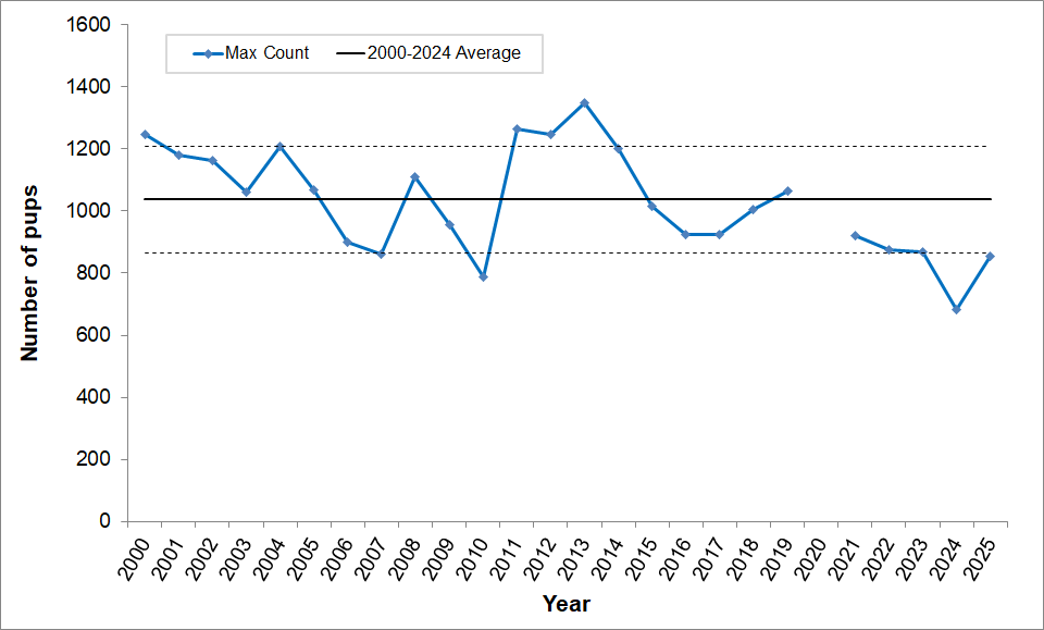 Line graph showing maximum harbor seal pup counts have remained fairly steady around the mean. The lowest count was recorded in 2024 and was far below the mean, but this year's count is back up near one standard deviation below the mean. 