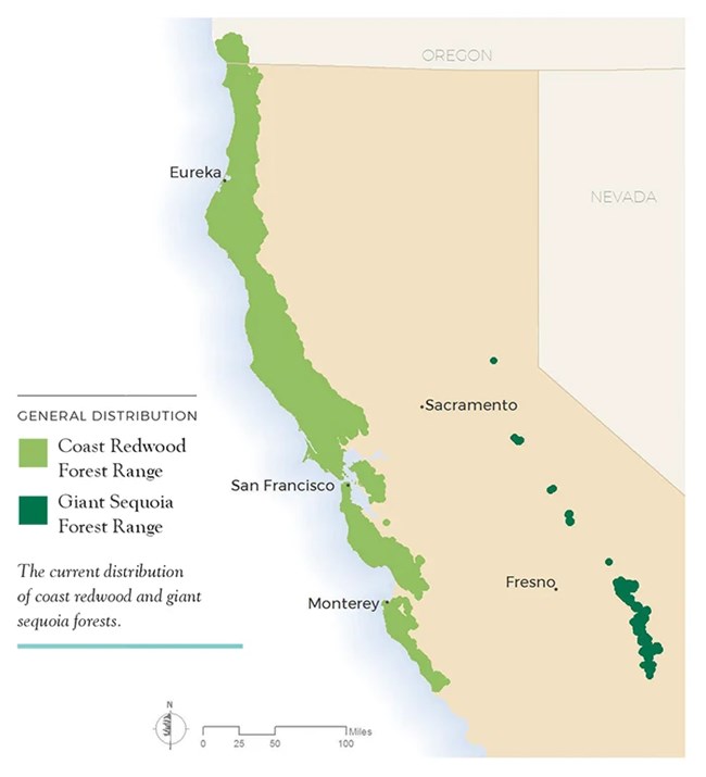 An illustration of the state of california illustrating that coast redwoods grow along the coast and giant sequoias in the mountains to the east.