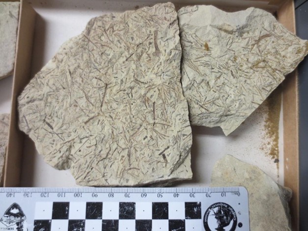 Photo of a rocks with fossils in a display box.