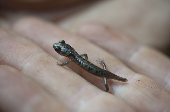 A juvenile arboreal salamander walks on a hand