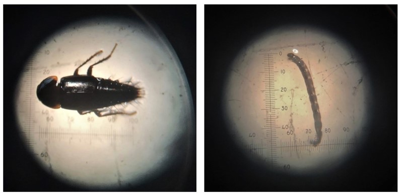 Two images of a black beetle and a worm-like midge under a microscope lens