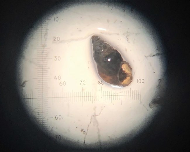 A view of a snail under a microscope lens