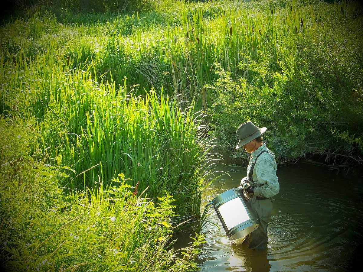 How a Flower and Fish Changed the Niobrara River (U.S. National Park