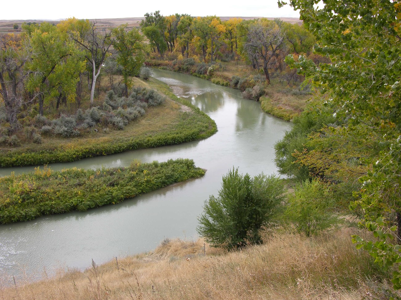 Large, green-brown river winds through a wooded riparian area, with dried, yellowish grass on a slope in the foreground.