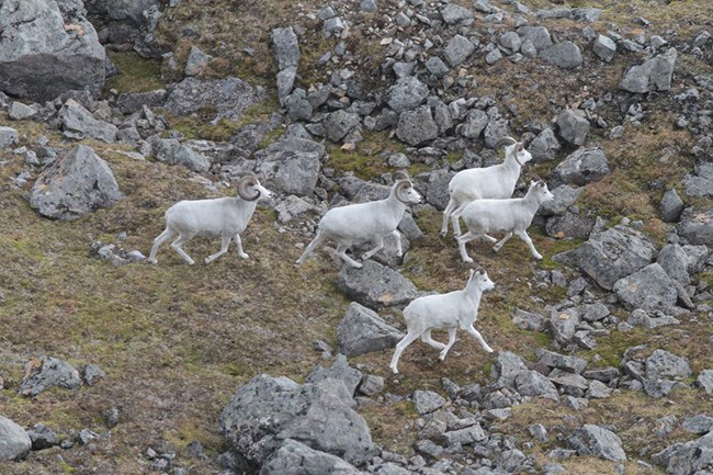 A group of Dall's sheep rams running in rocky terrain.