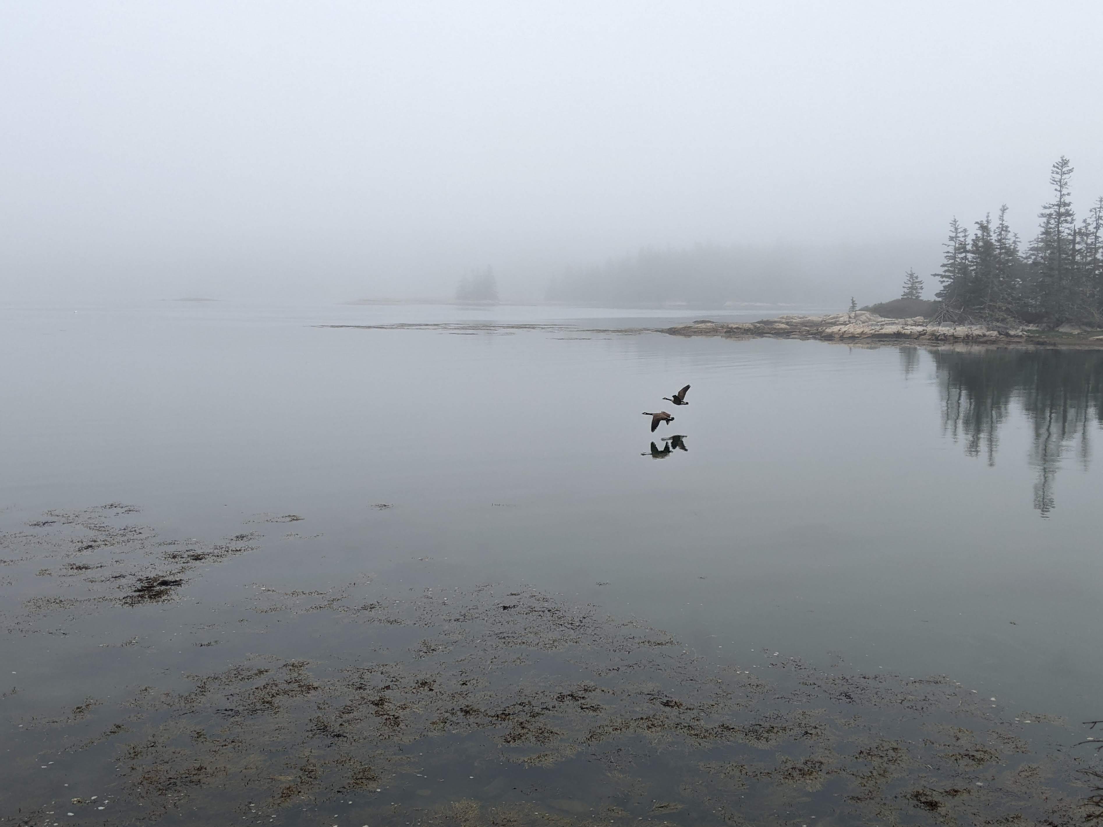 Two flying geese are reflected in calm water along a rocky shoreline on a foggy morning.