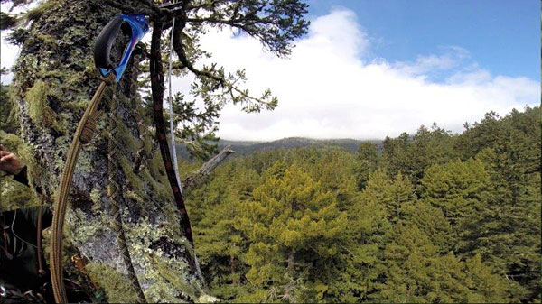 Scientists view of the canopy from a Douglass fir