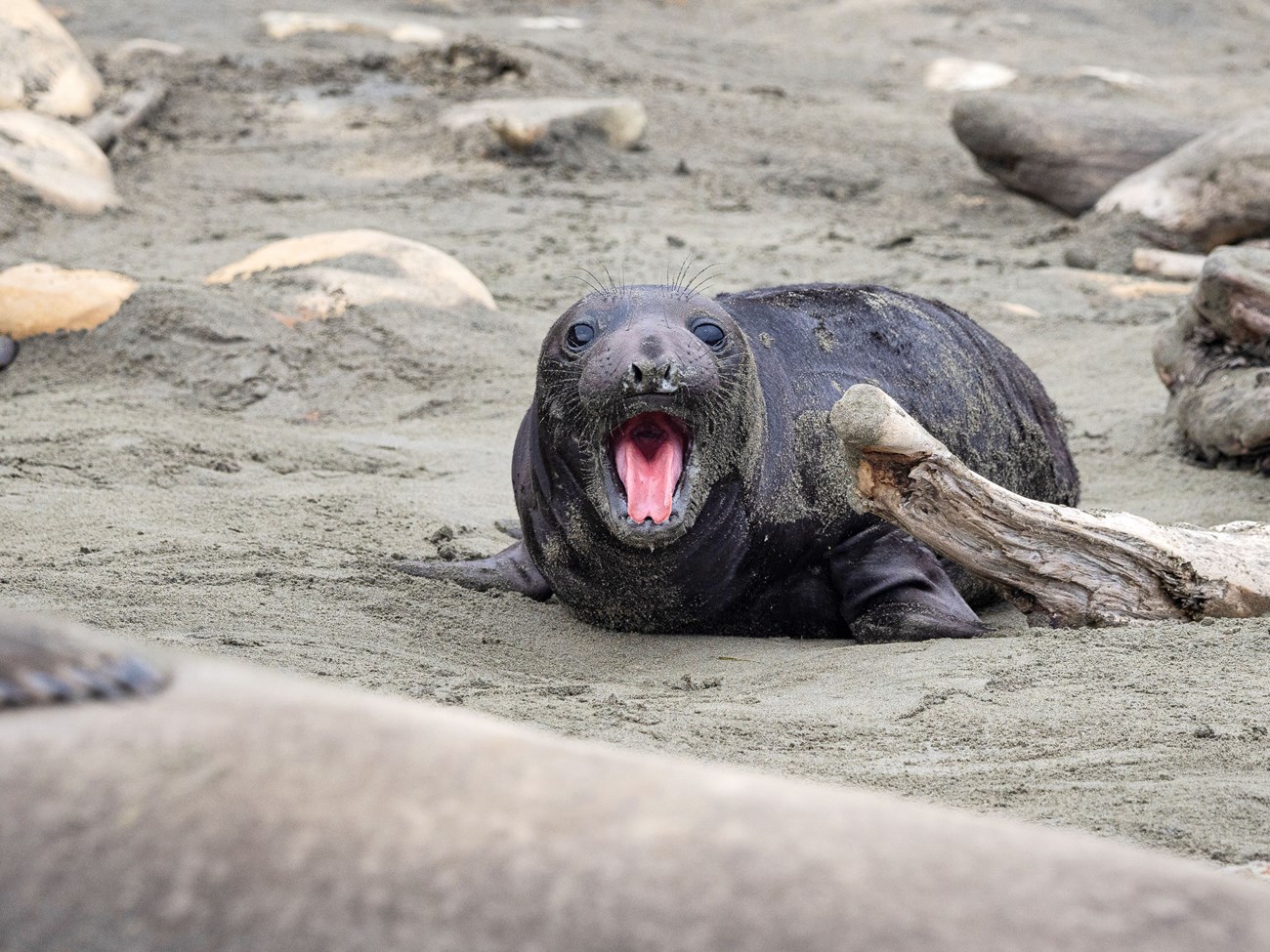 A small elephant seal with big black eyes and a black fur coat raises its head and opens its mouth wide to vocalize, revealing its bright pink tongue.