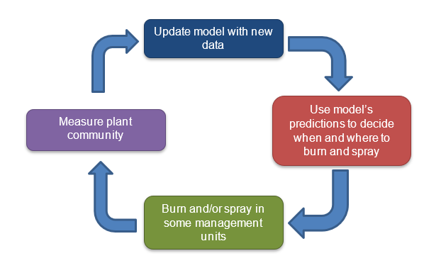 flowchart starting with "Update model with new data," flows into "Use model's predictions to decide when and where to burn and spray," flows into "Burn and/or spray in some management units," flows into "Measure plant community," flows back into first box