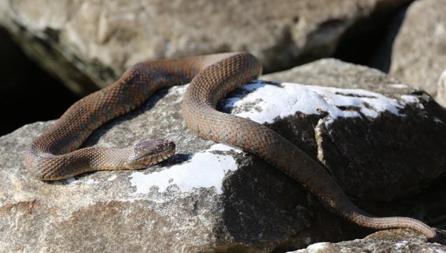 Northern Water Snake on rocks