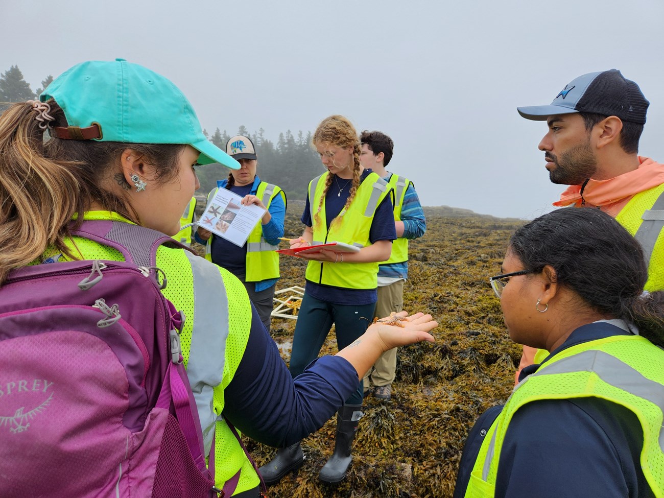 A group of people in yellow vests stand on a shore covered with brown seaweed. One of them shows to the others a sea star in her outstretched hand.
