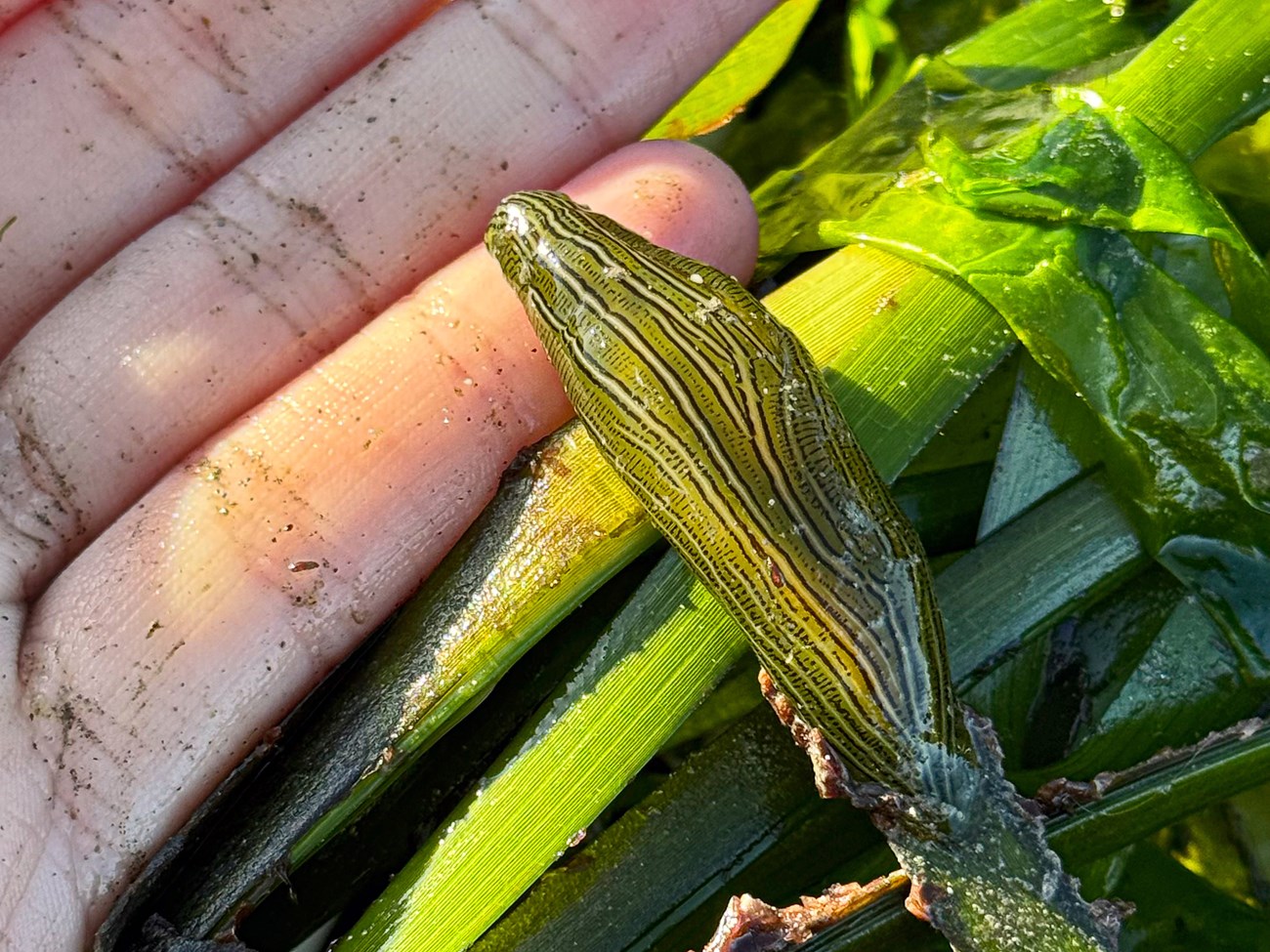 A green sea slug with fine black and white stripes and dashes decorating its length. It is held out of the water, supported by fingers and a clump of seagrass, with which it blends in perfectly.