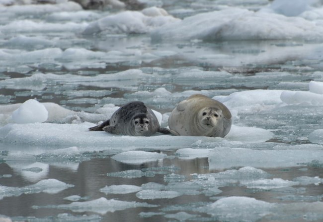 A seal and her pup are hauled out on an iceberg.