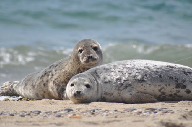 Two seals on sandy beach with ocean in background