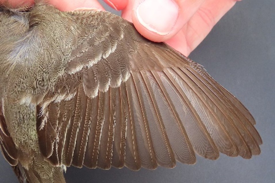 Plumage of a second year Eastern Wood-Pewee