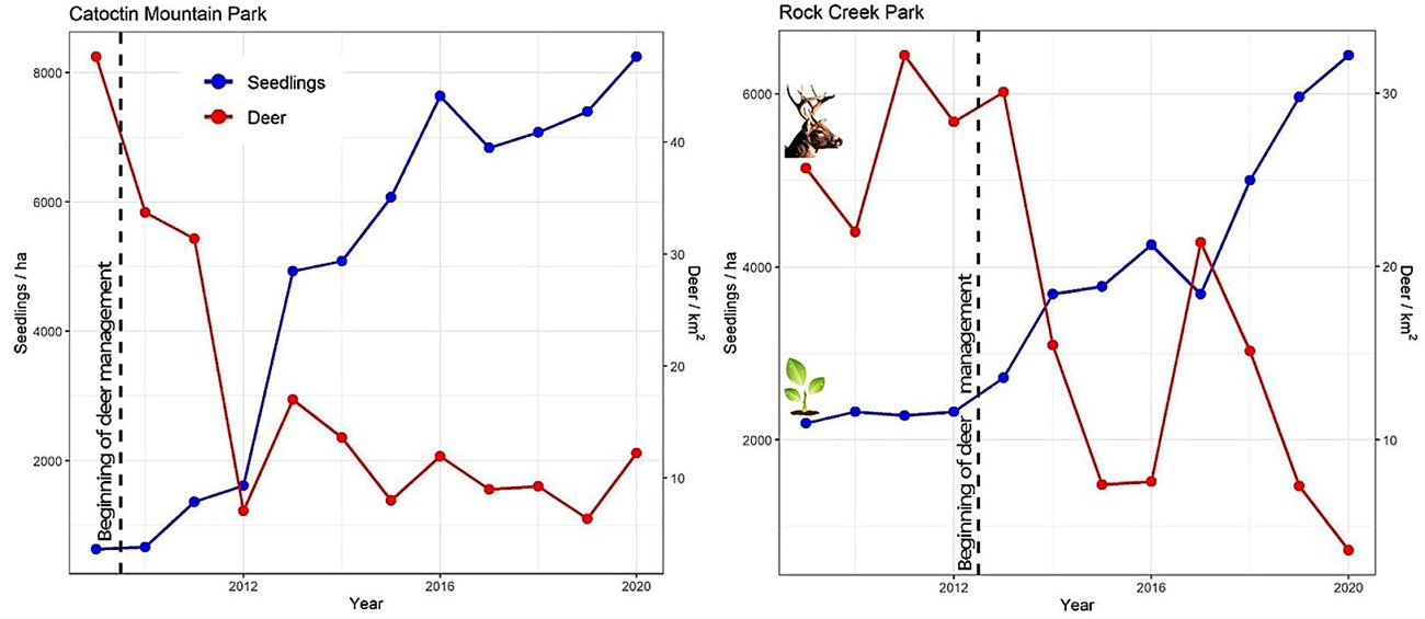 graphs of seedlings and deer in Catodin Mountain Park and Rock Creek Park. Graphs show when the beginning of deer management began and shows a decline in deer population with an increase in seedlings