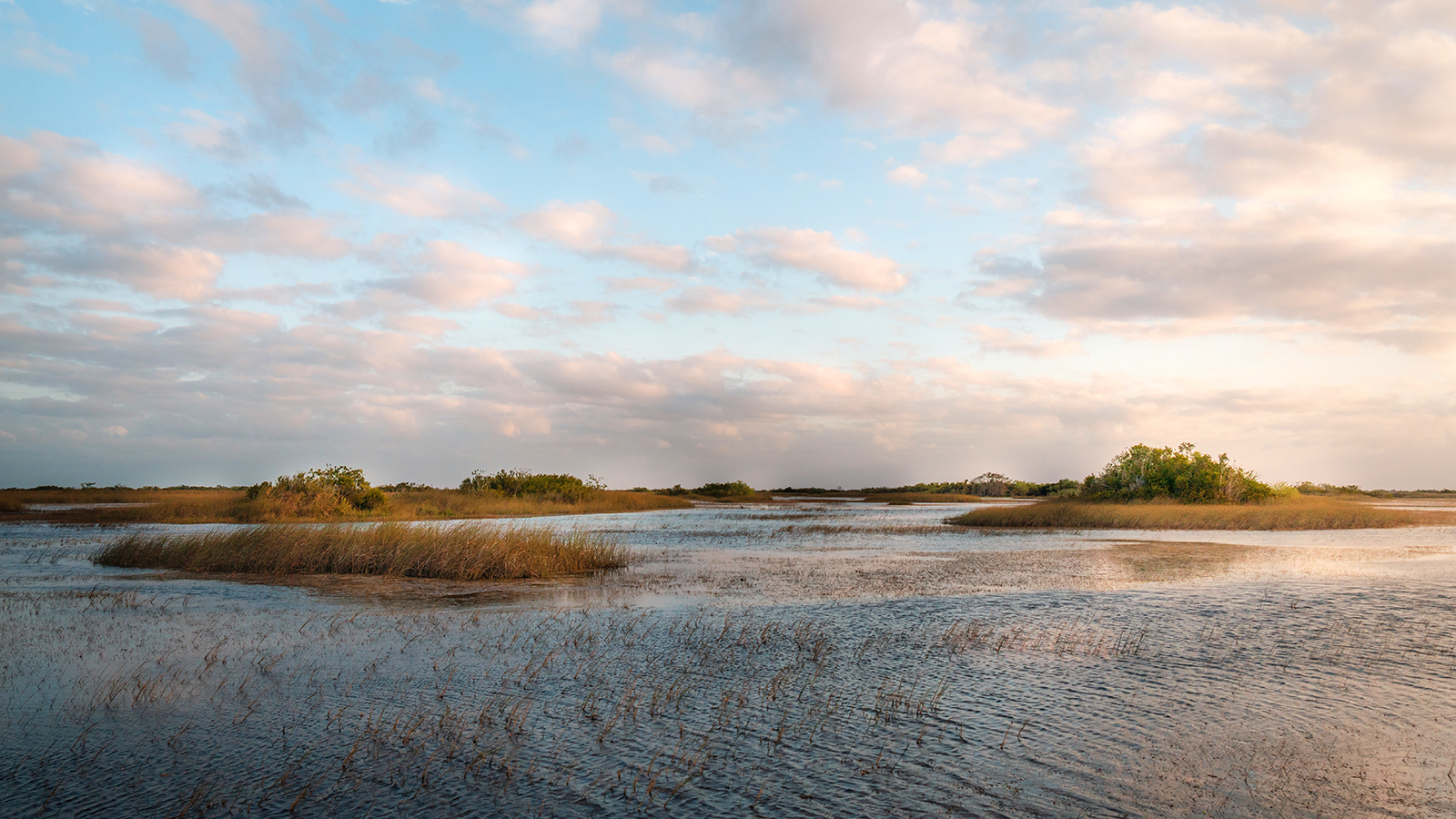 Shark River Slough with raised tree islands in a grassy wetland.