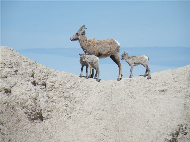 bighorn ewe standing on top of a badlands butte with two lambs.