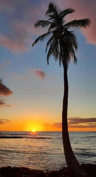 A silhouette of a single coconut tree with a colorful sunset over the ocean