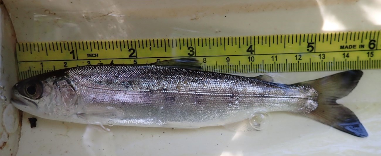 A silver fish on a white platform with ruler measuring at nearly 6 in.