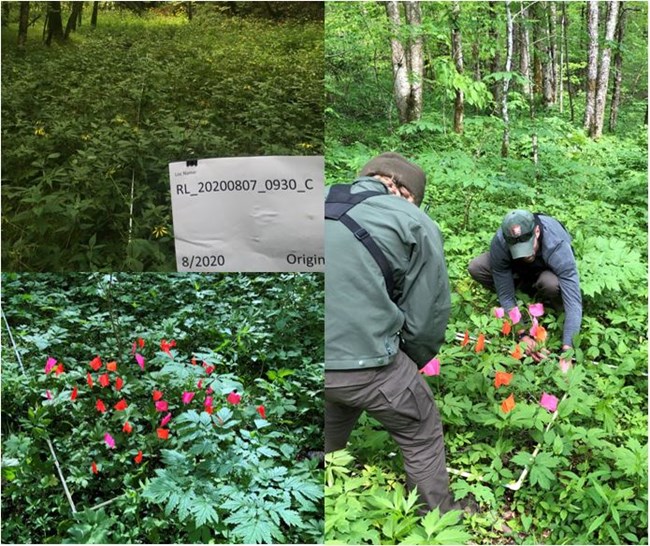 Rangers monitoring sochan in the spring.
